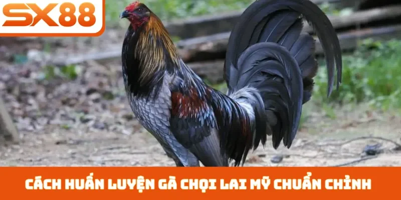 Gà Chọi Lai Mỹ