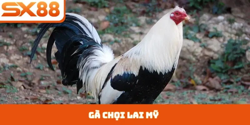 Gà Chọi Lai Mỹ