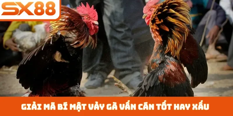 Vảy Gà Vấn Cán Tốt Hay Xấu