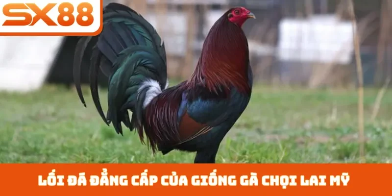 Gà Chọi Lai Mỹ