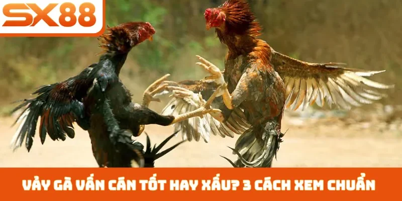 Vảy gà vấn cán tốt hay xấu